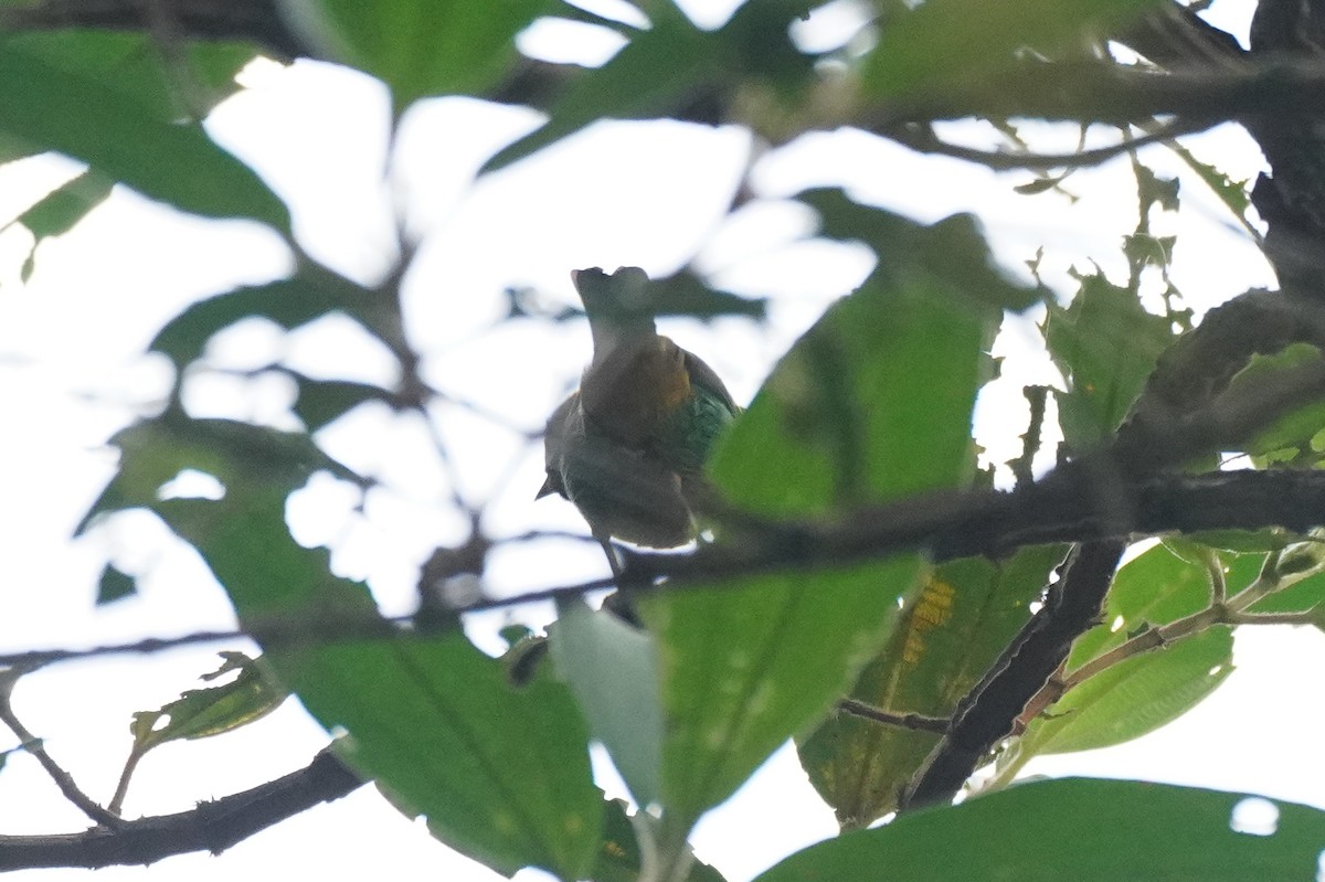 Brassy-breasted Tanager - ML617763927