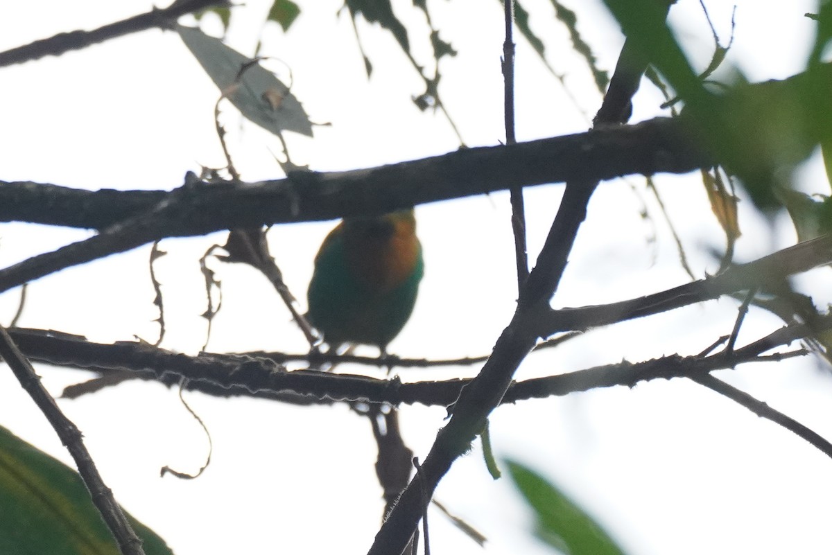 Brassy-breasted Tanager - ML617763928