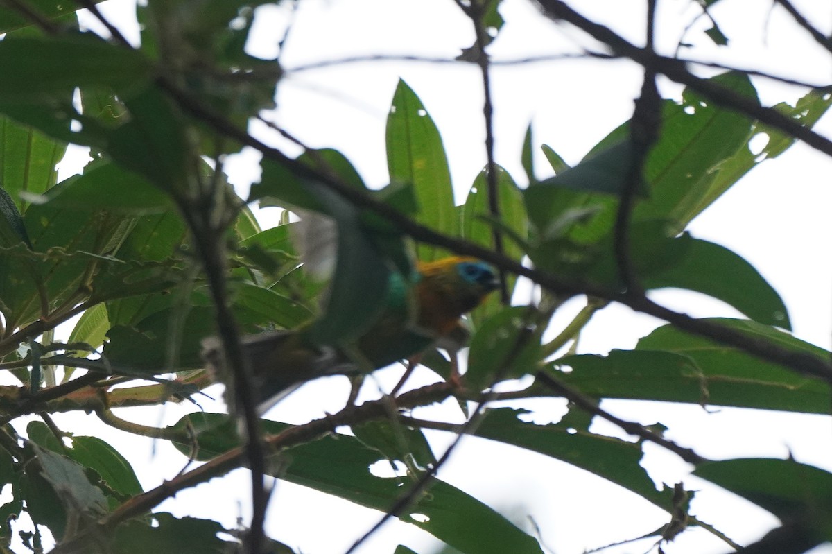 Brassy-breasted Tanager - ML617763929