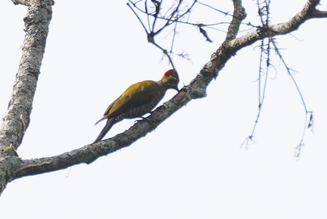 White-browed Woodpecker - ML617764023