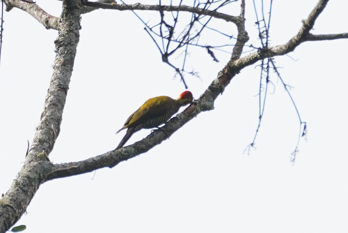 White-browed Woodpecker - ML617764024