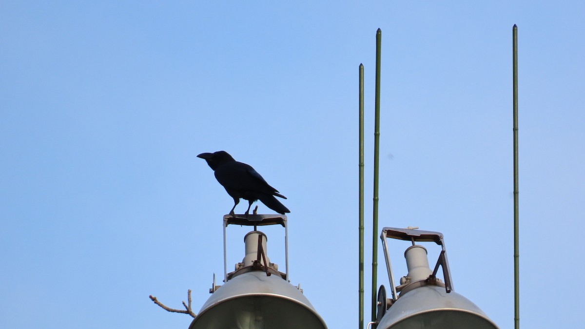 Large-billed Crow - ML617764077
