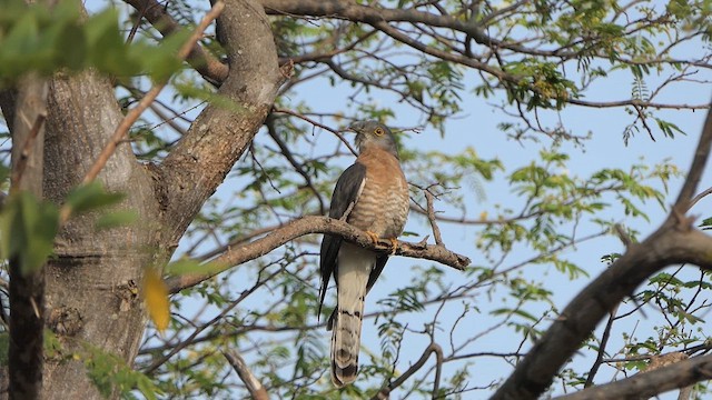 Common Hawk-Cuckoo - ML617764121