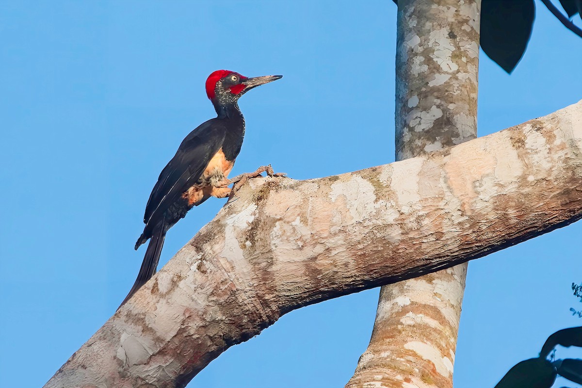 White-bellied Woodpecker - Chris Chafer