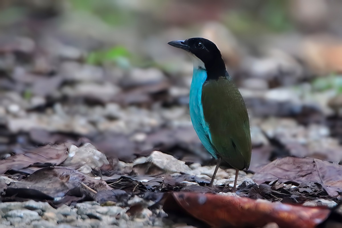Azure-breasted Pitta - Chris Chafer