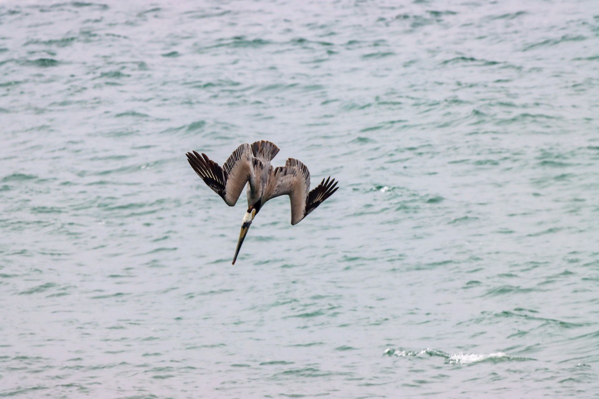 Brown Pelican - Michelle Chase