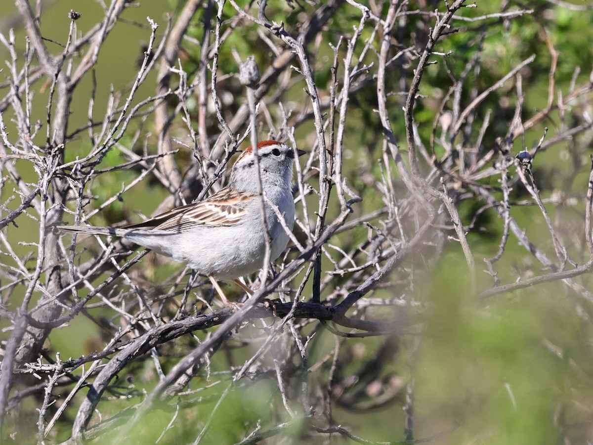 Chipping Sparrow - ML617764251