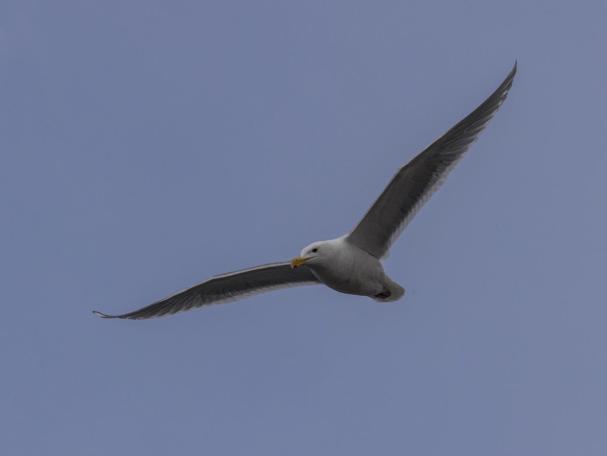 Западная x Серокрылая чайка (гибрид) - ML617764308