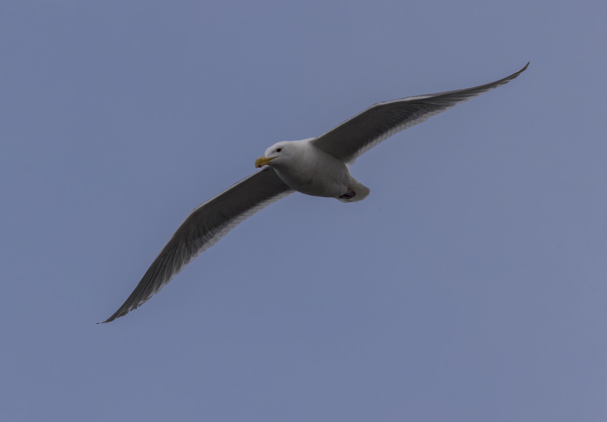 Western x Glaucous-winged Gull (hybrid) - ML617764309