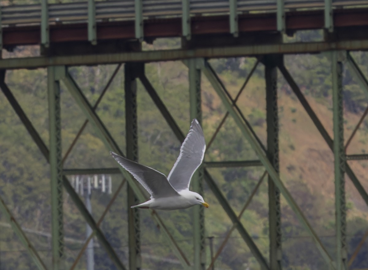 Western x Glaucous-winged Gull (hybrid) - ML617764312