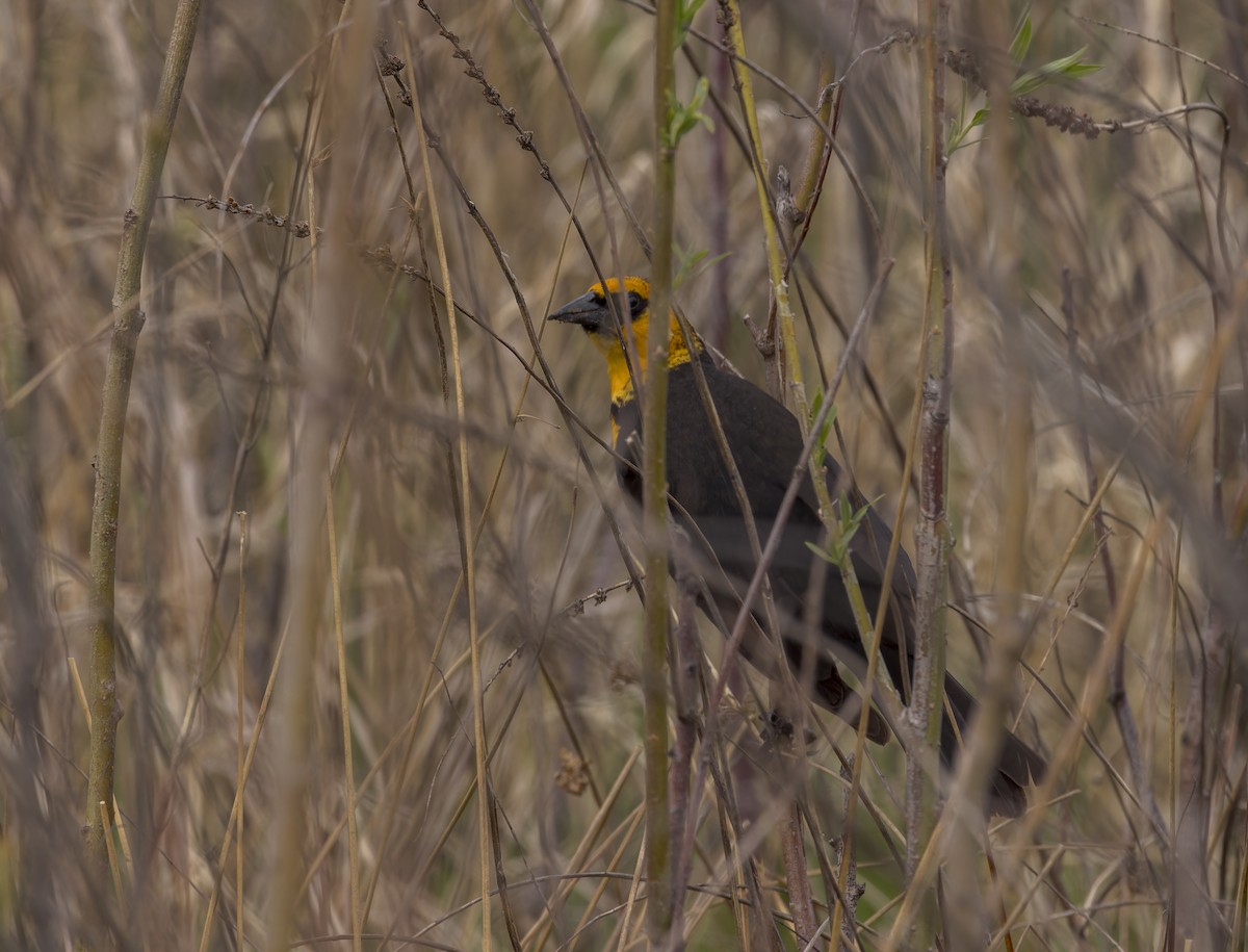 Yellow-headed Blackbird - ML617764315