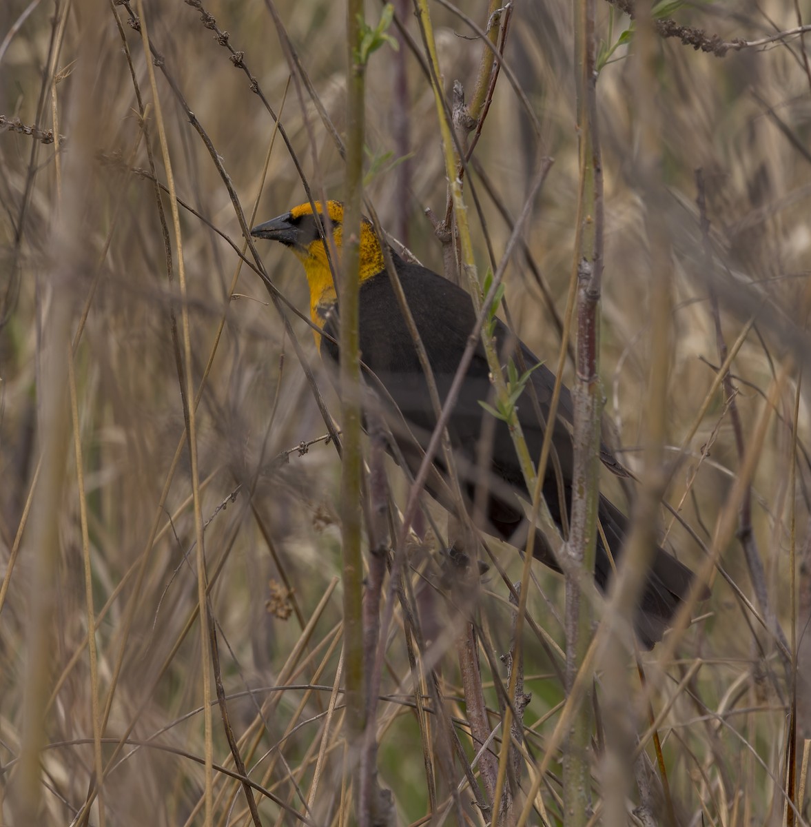 Yellow-headed Blackbird - ML617764316