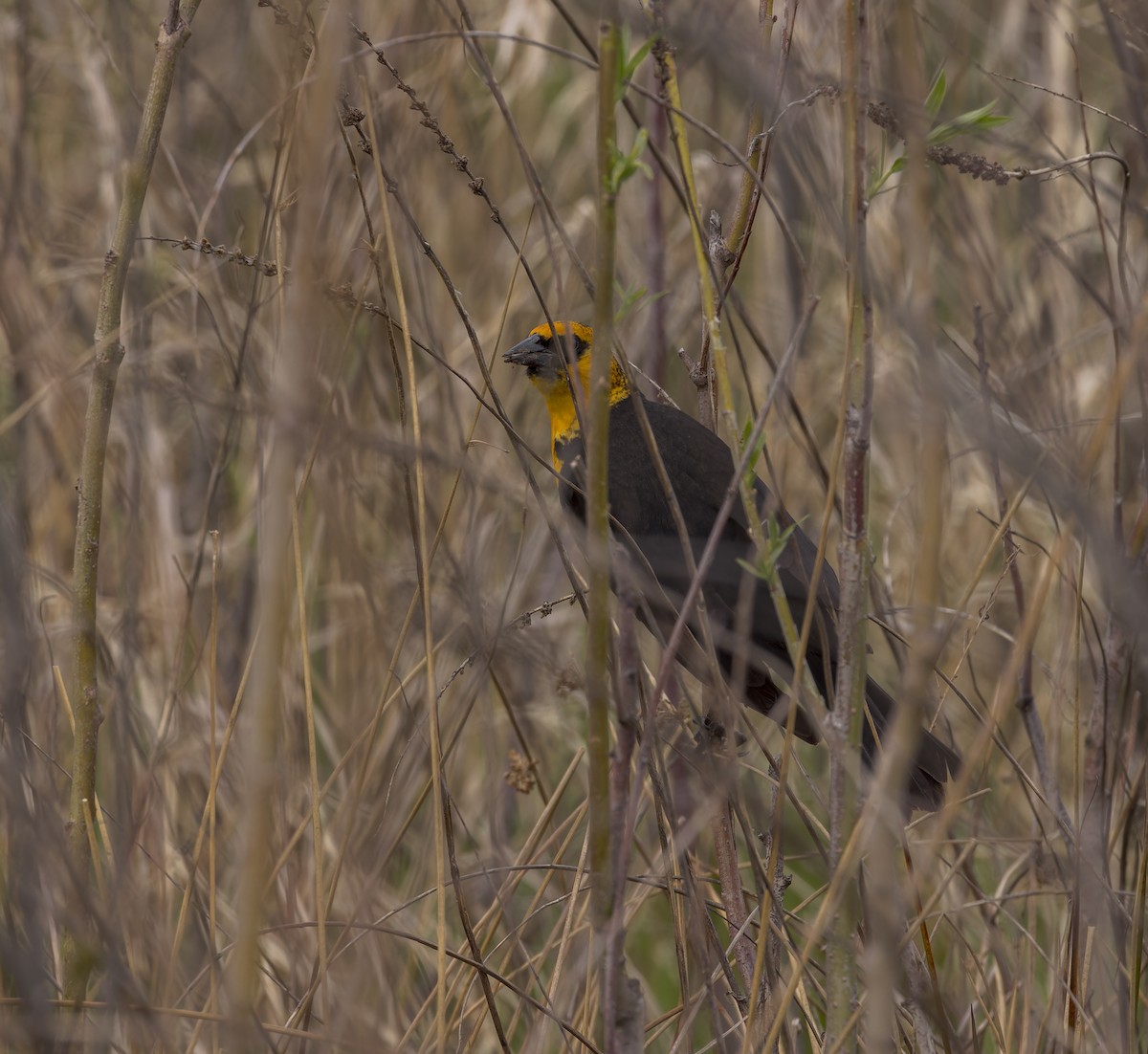 Yellow-headed Blackbird - ML617764317