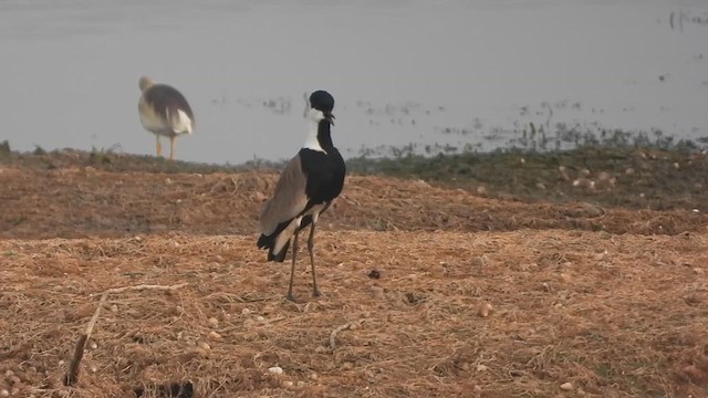 Spur-winged Lapwing - ML617764405