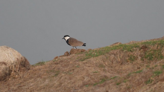 Spur-winged Lapwing - ML617764415