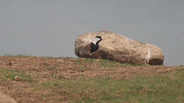 Spur-winged Lapwing - ML617764423