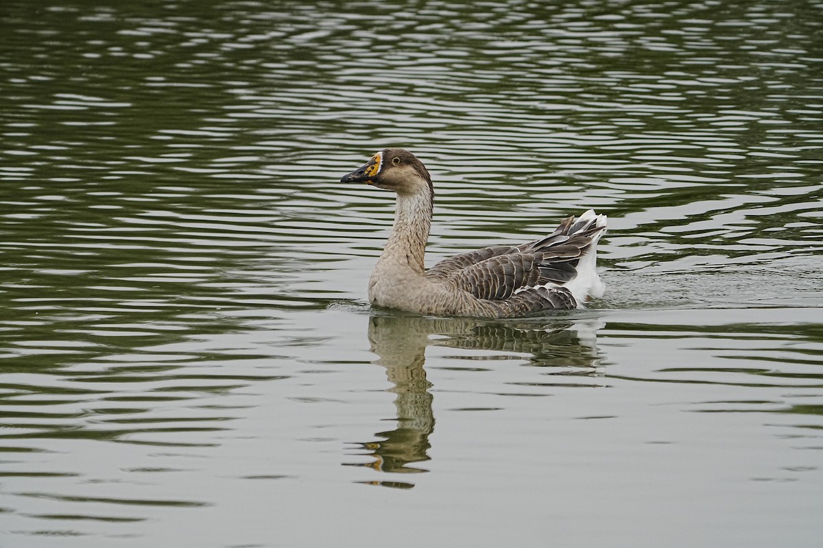 Swan Goose (Domestic type) - ML617764454