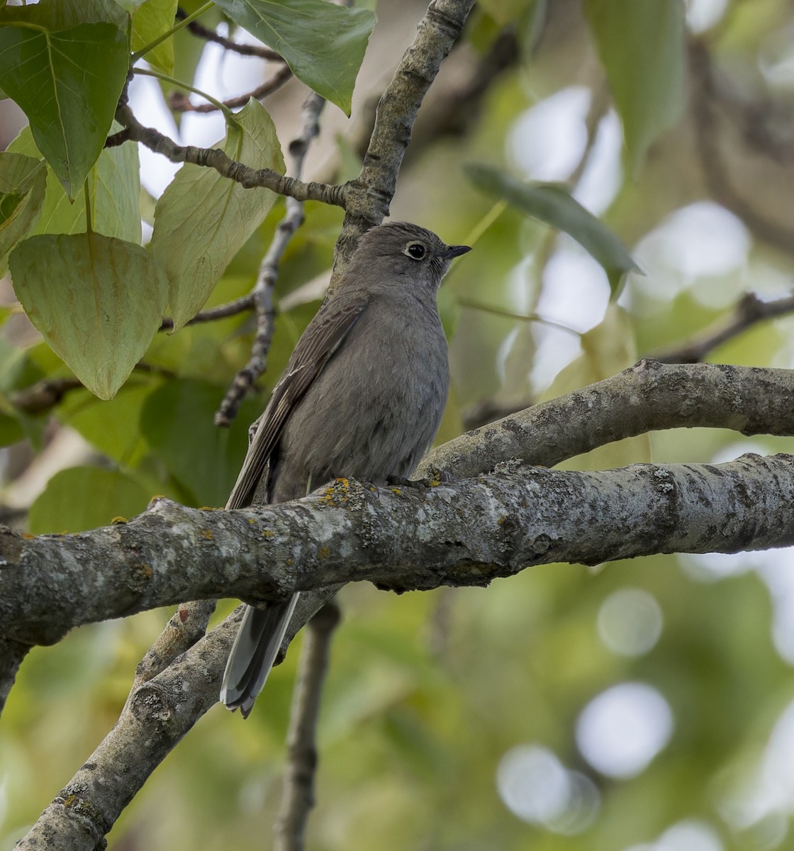 Townsend's Solitaire - ML617764500