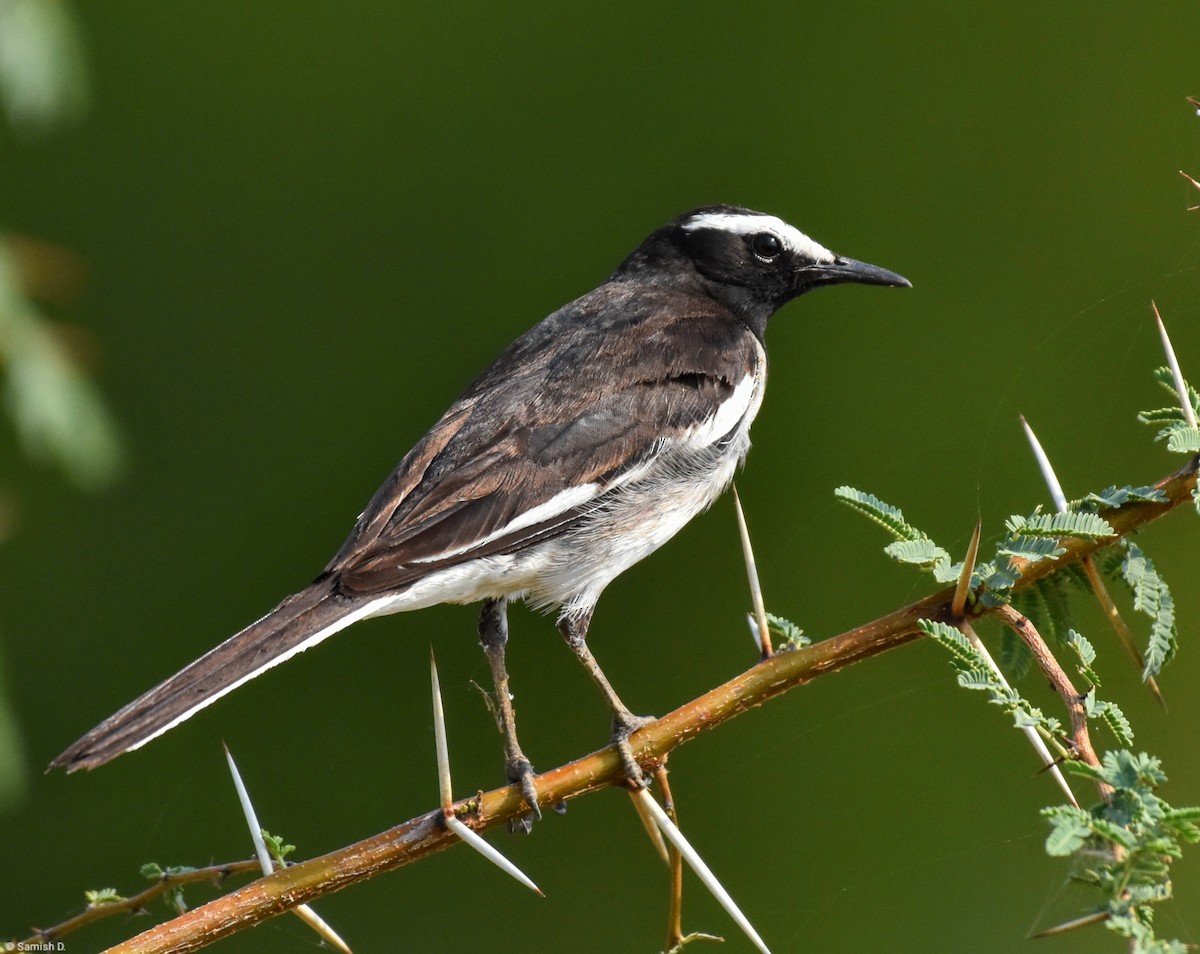 White-browed Wagtail - ML617764510