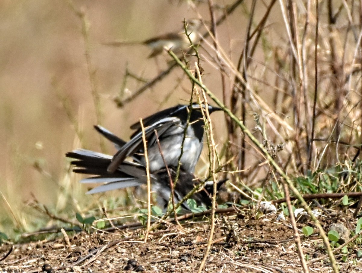White-browed Wagtail - ML617764511