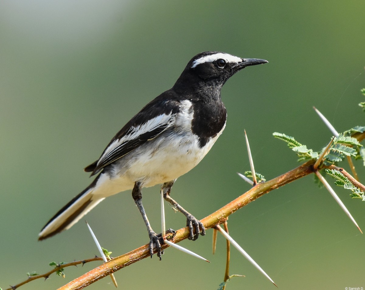 White-browed Wagtail - ML617764512