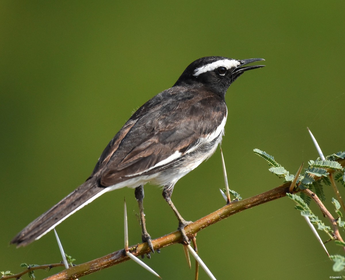 White-browed Wagtail - ML617764513