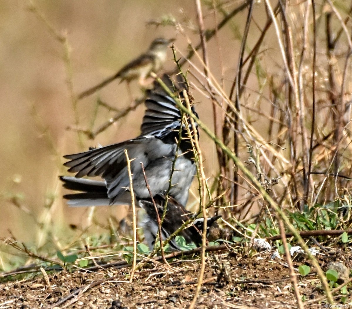 White-browed Wagtail - ML617764514