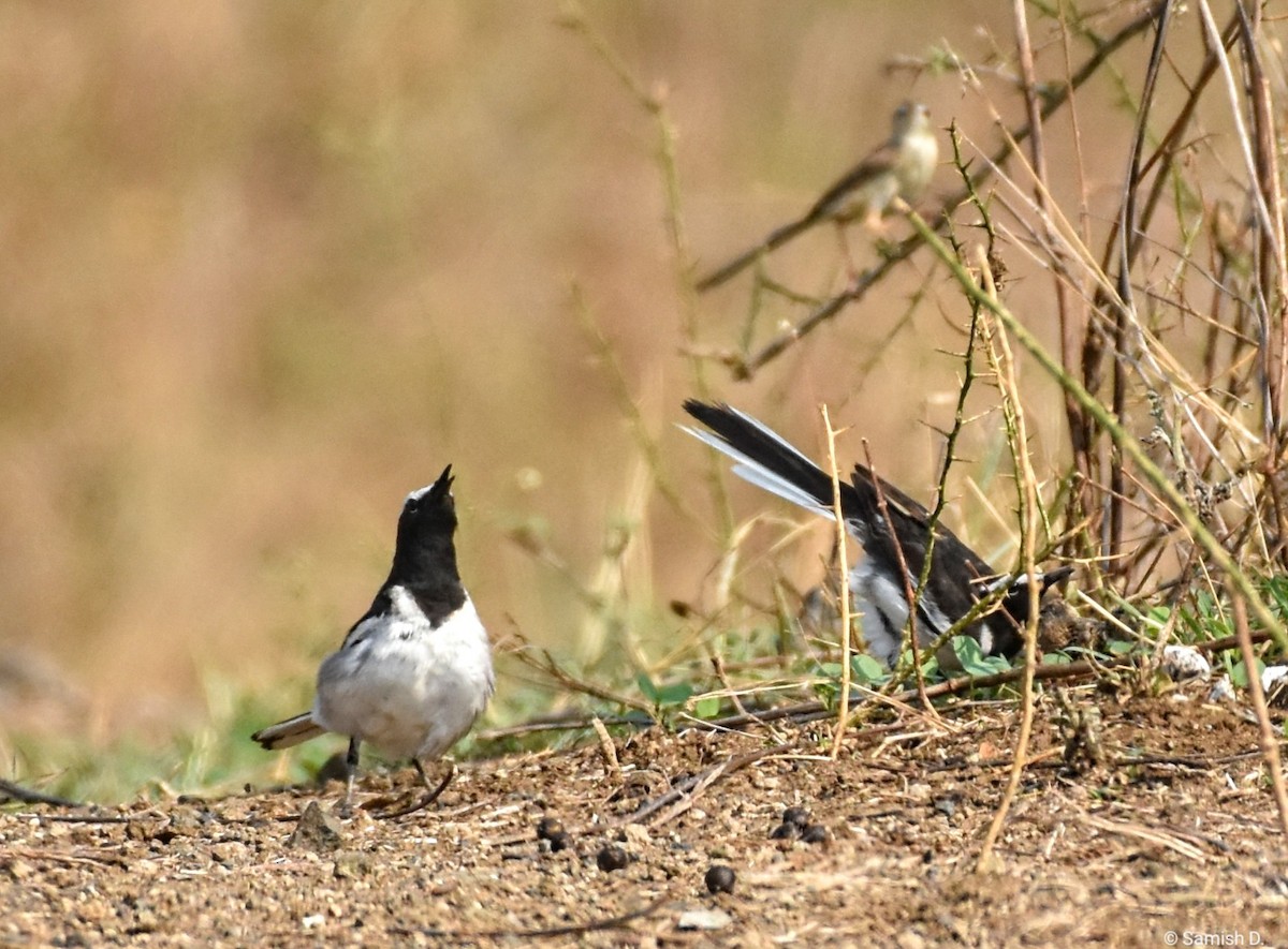 White-browed Wagtail - ML617764515