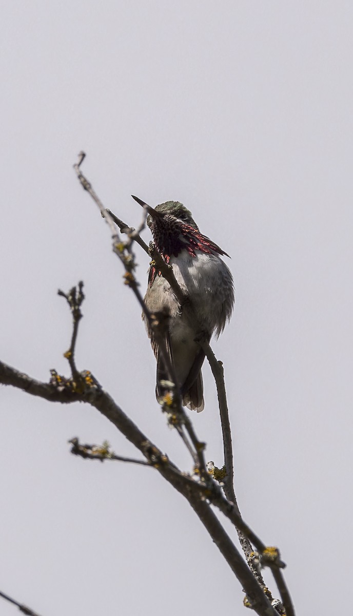 Calliope Hummingbird - ML617764517