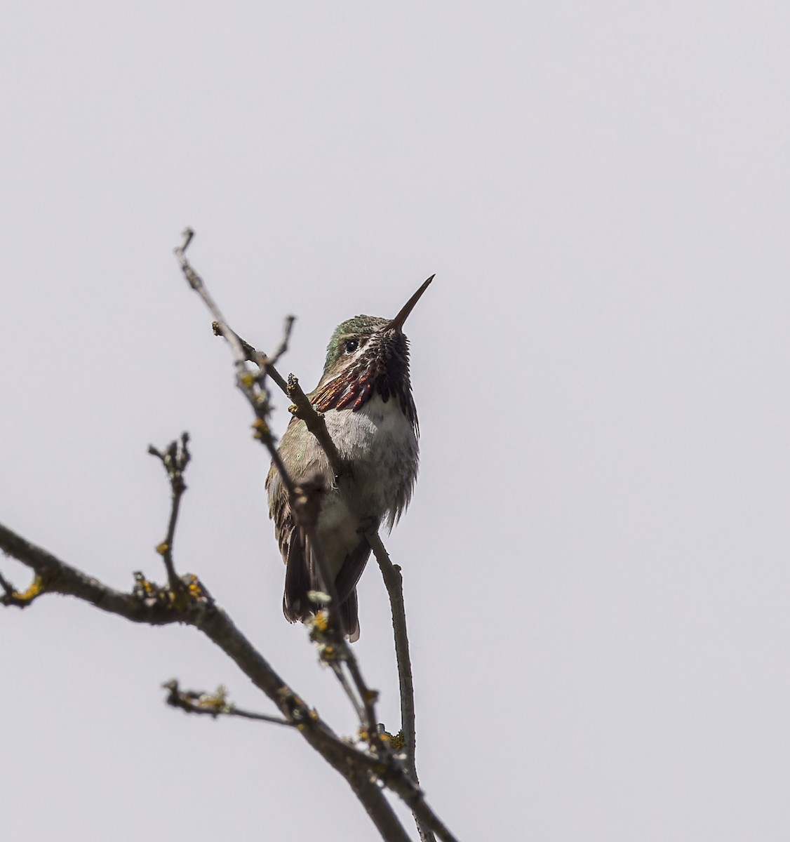Calliope Hummingbird - john bishop
