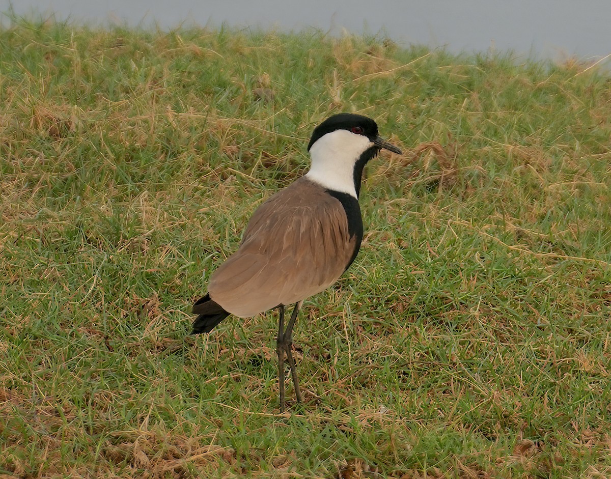 Spur-winged Lapwing - Sudip Simha