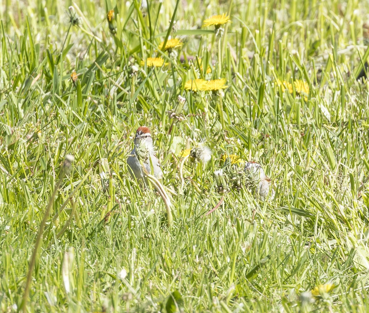 Chipping Sparrow - ML617764543