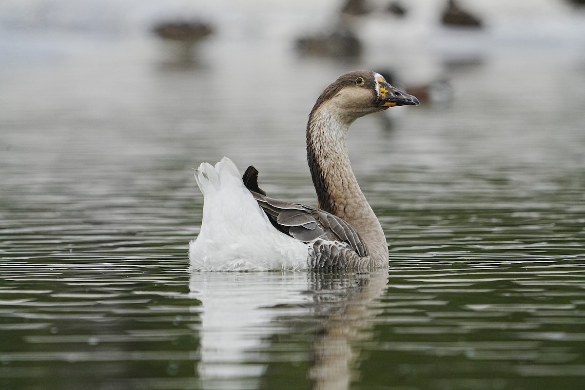 Swan Goose (Domestic type) - ML617764634