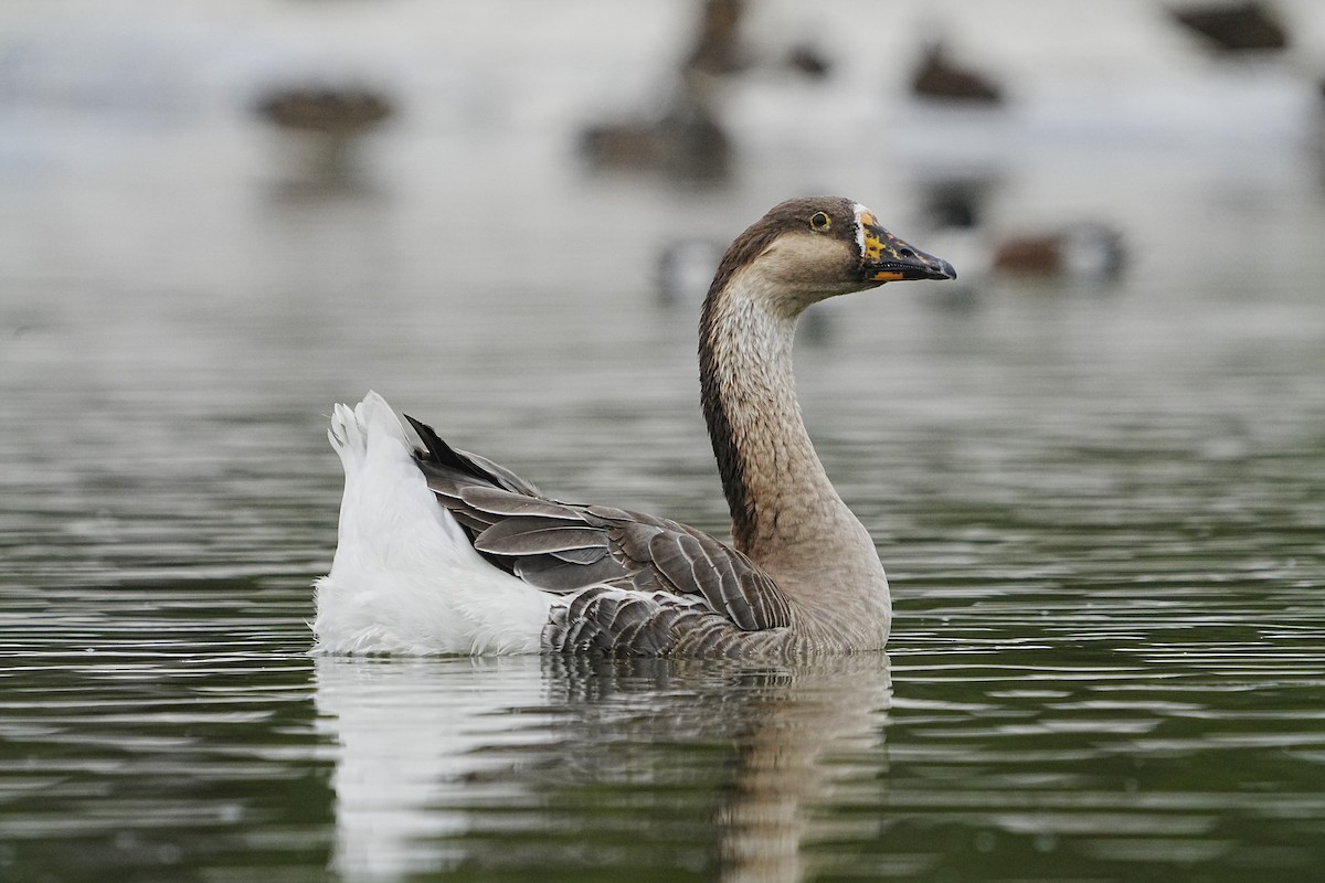 Swan Goose (Domestic type) - ML617764644