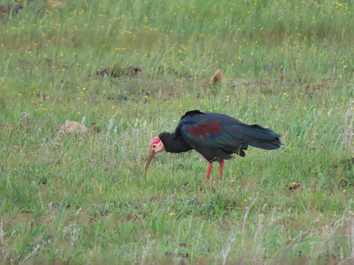 ibis jihoafrický - ML617764654