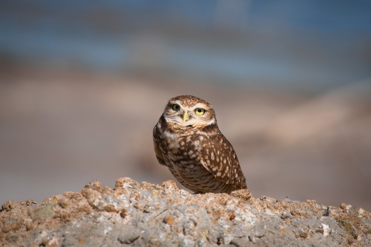 Burrowing Owl - ML617764689