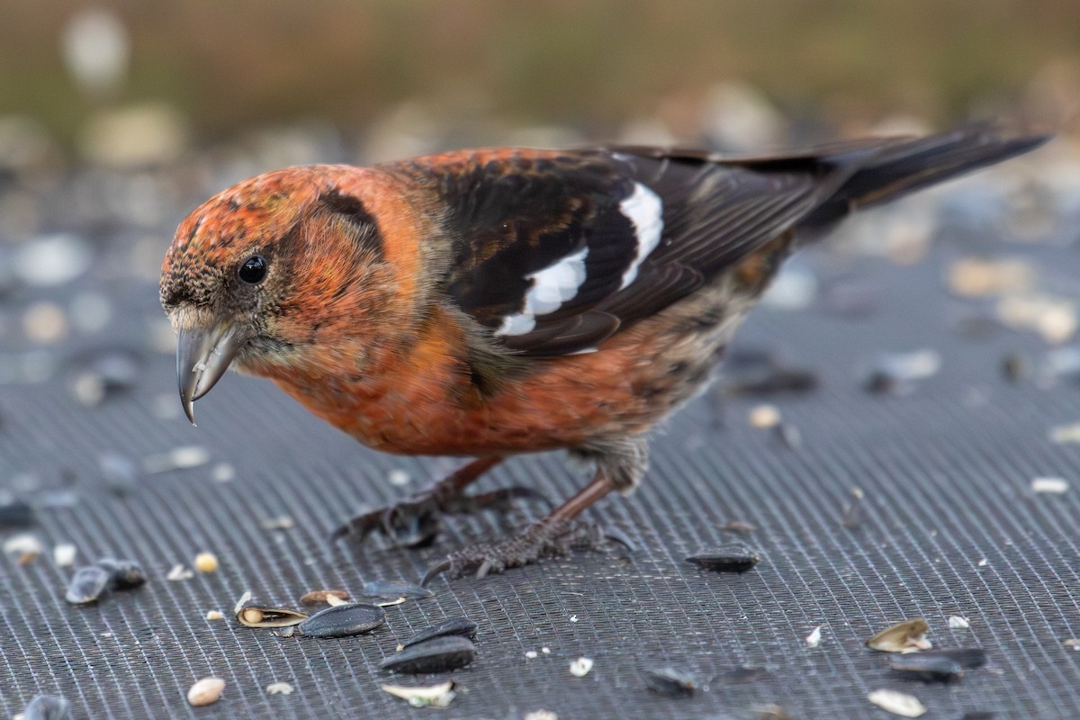 White-winged Crossbill - Robin Corcoran