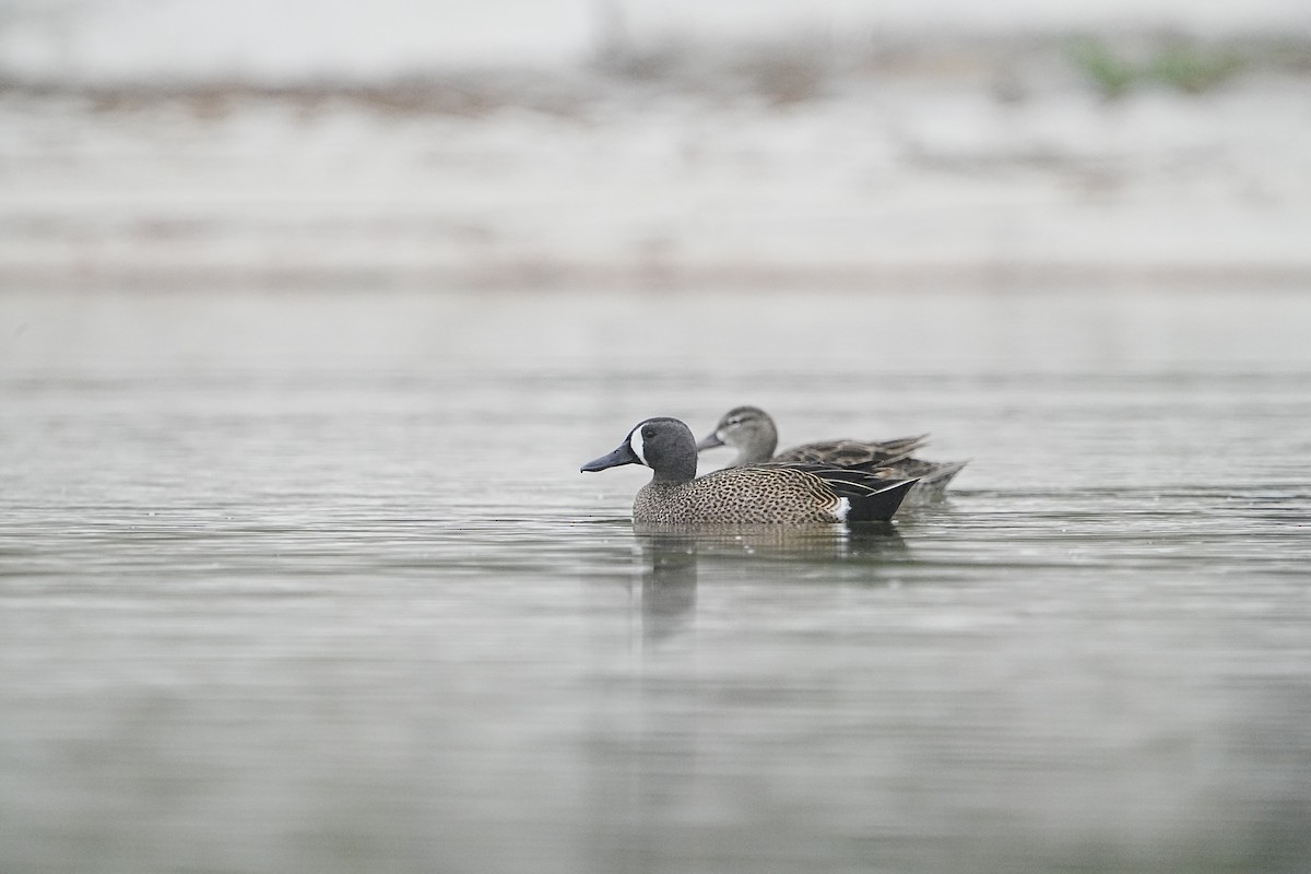 Blue-winged Teal - ML617764762
