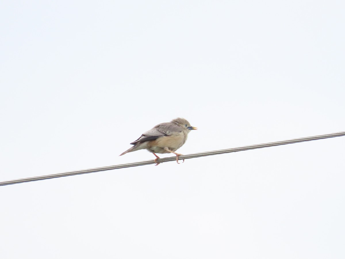 Chestnut-tailed Starling - ML617764855
