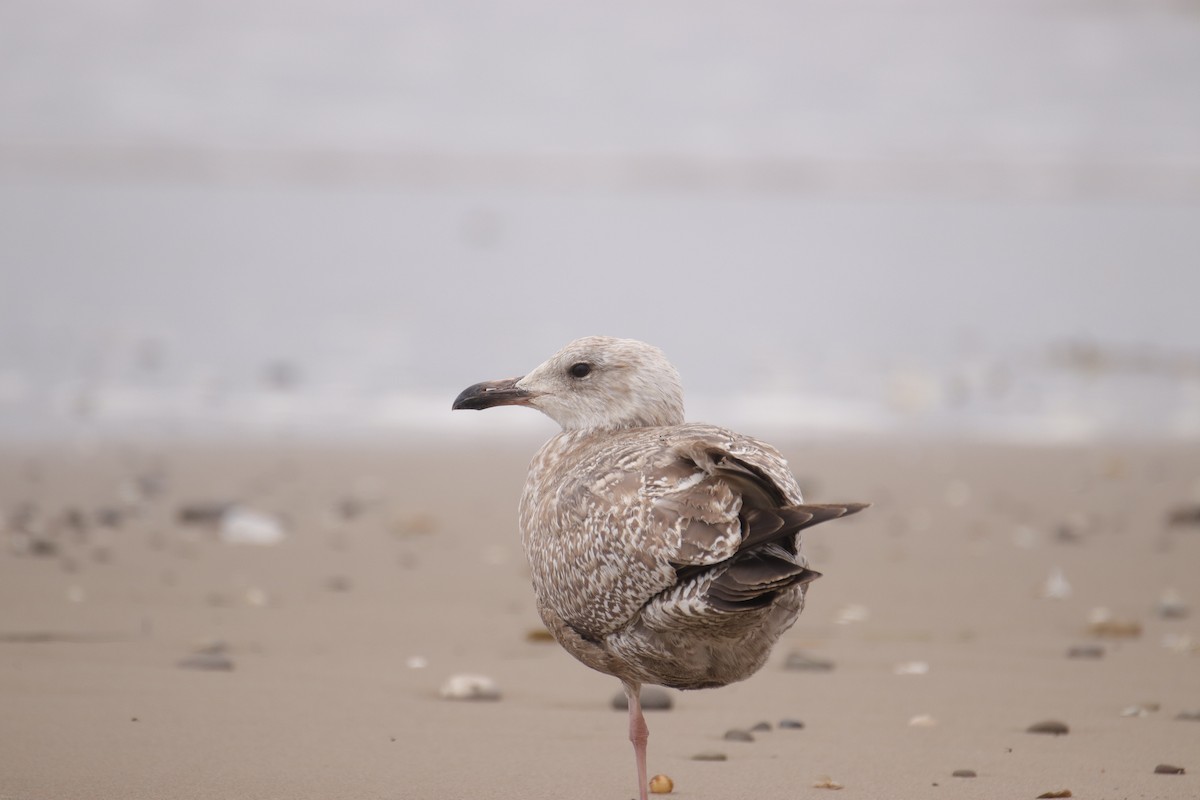 gull sp. - Toby Fowler