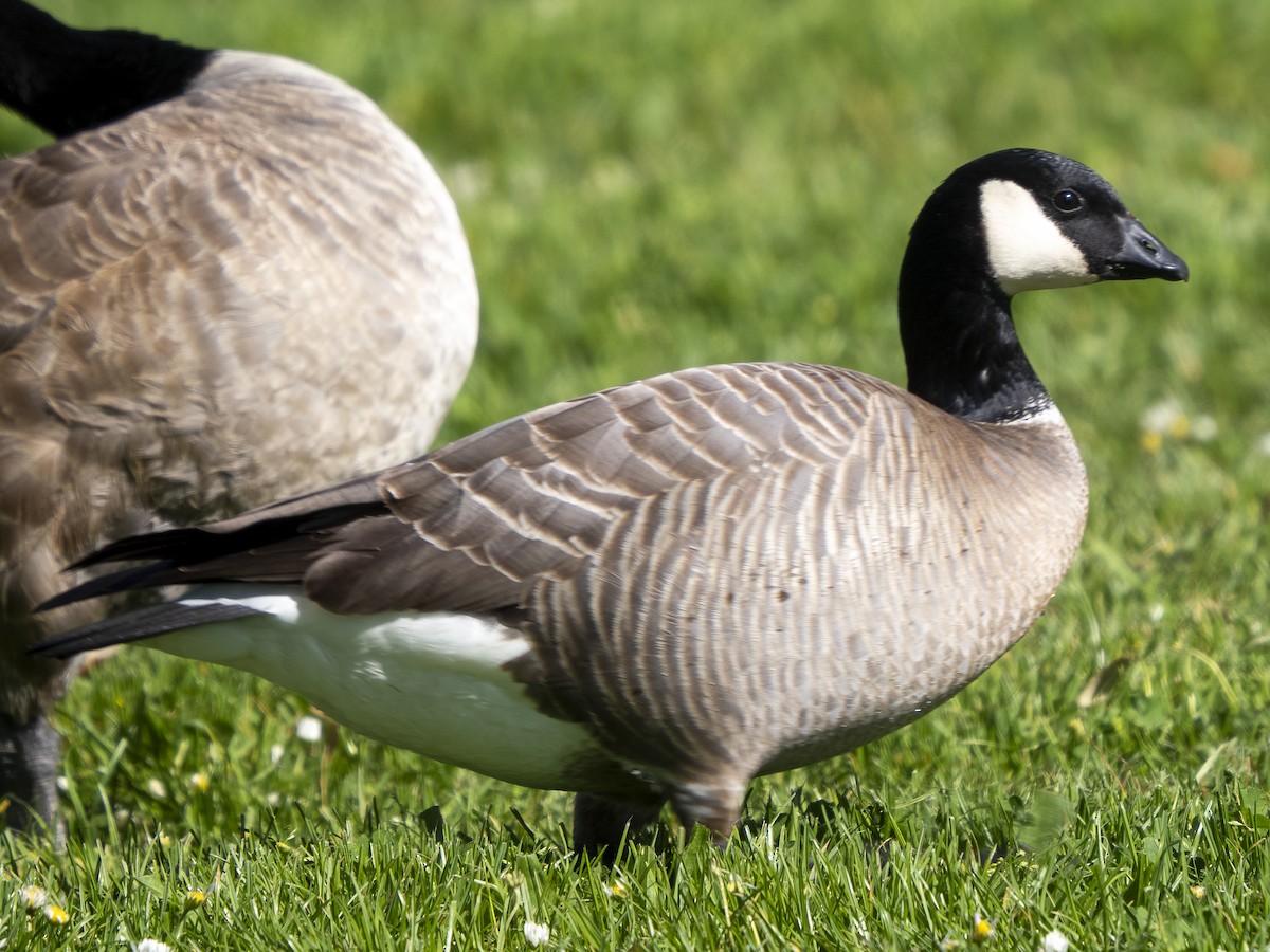 Cackling Goose (Aleutian) - ML617764873