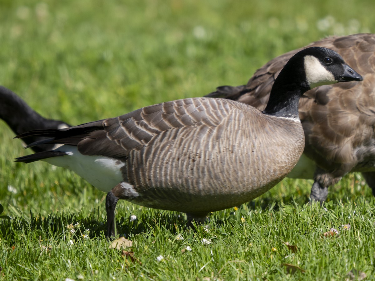 Cackling Goose (Aleutian) - ML617764874
