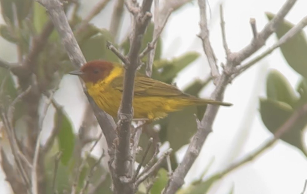 Yellow Warbler (Mangrove) - ML617764936