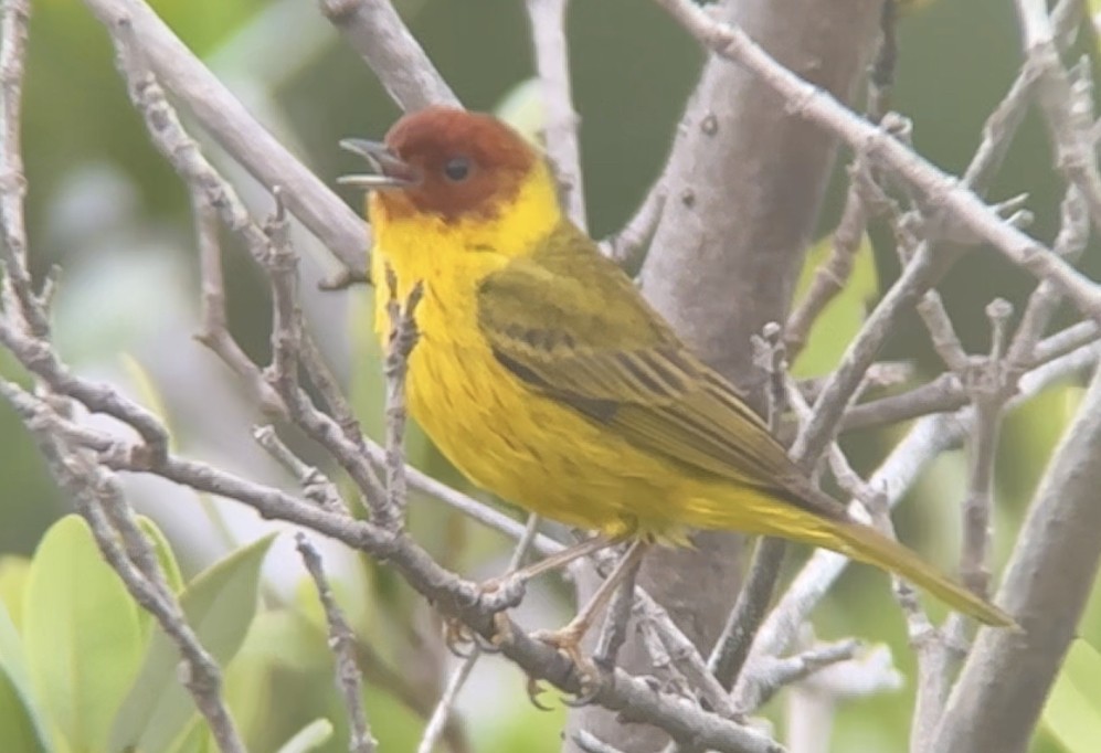 Yellow Warbler (Mangrove) - ML617764957
