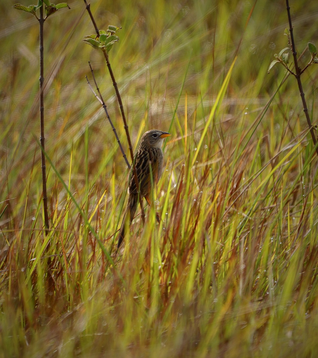 Wedge-tailed Grass-Finch - ML617765006