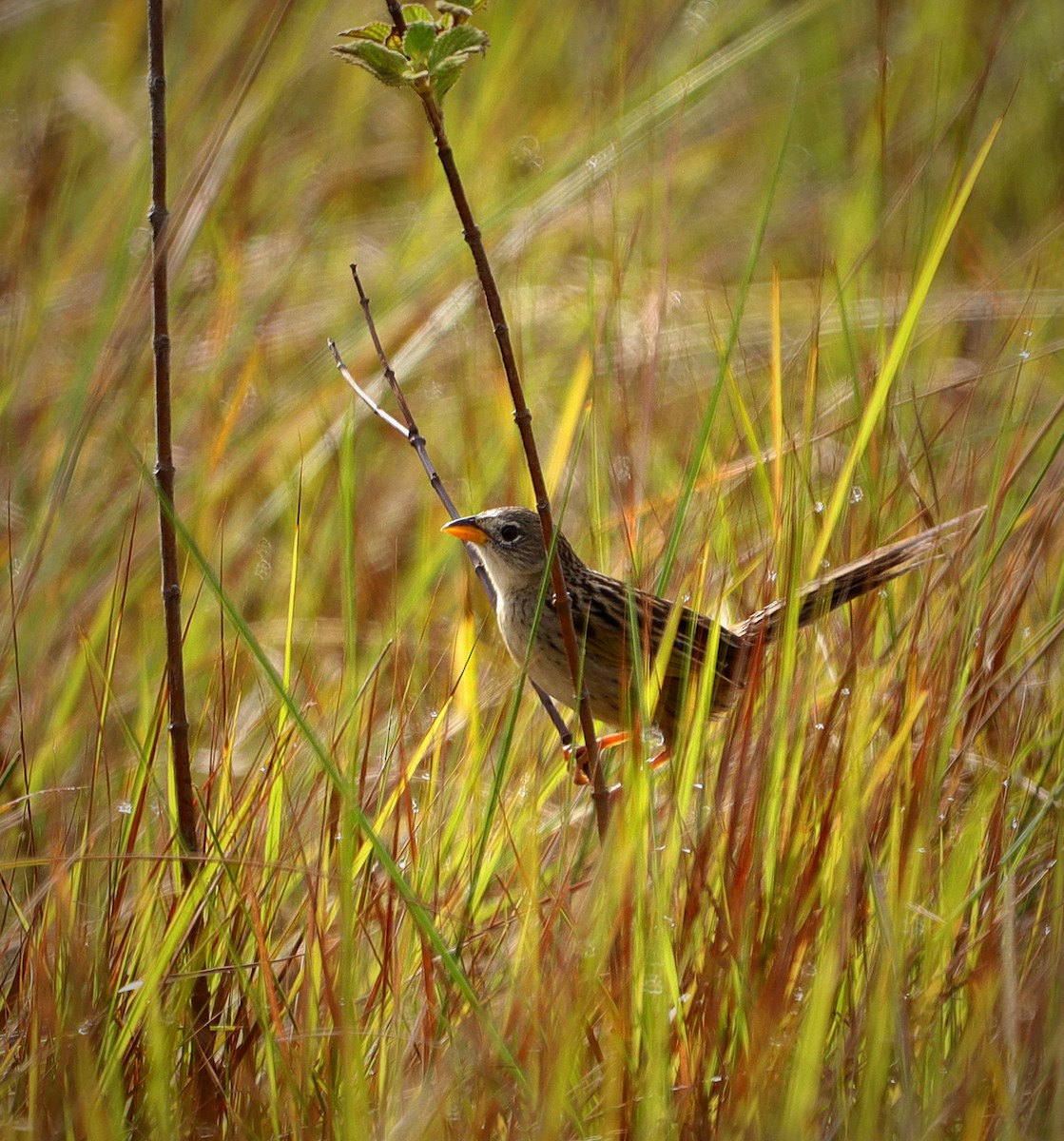 Wedge-tailed Grass-Finch - ML617765007