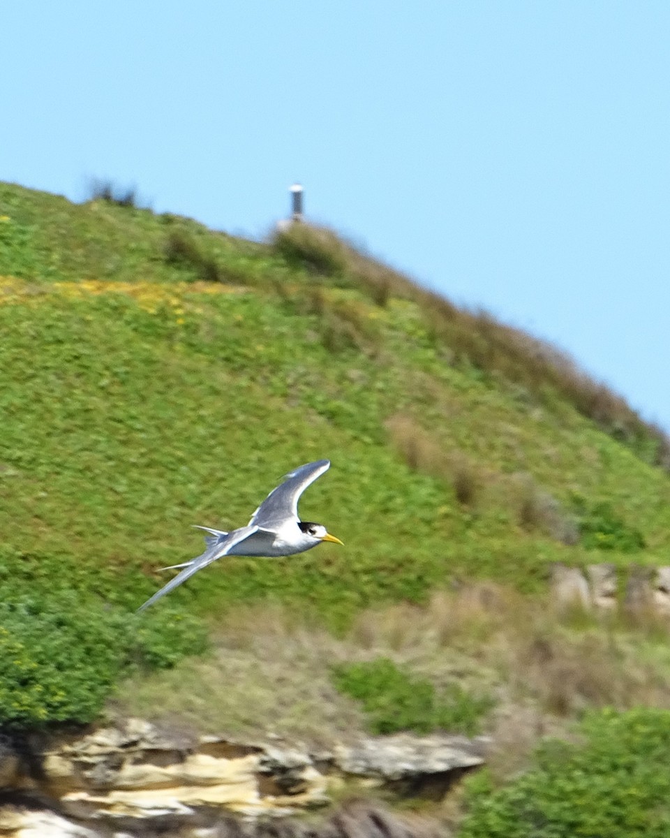 Great Crested Tern - ML617765108