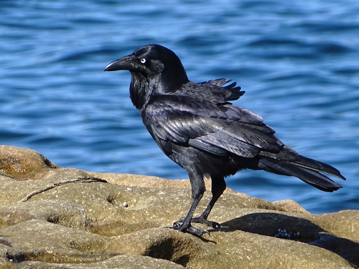 Australian Raven - Richard Murray