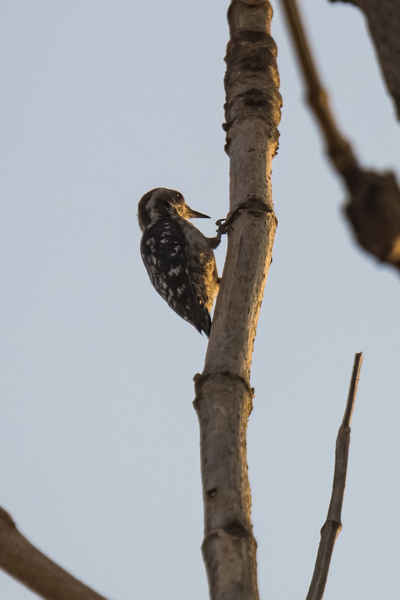 Brown-capped Pygmy Woodpecker - Ayaz Mansuri