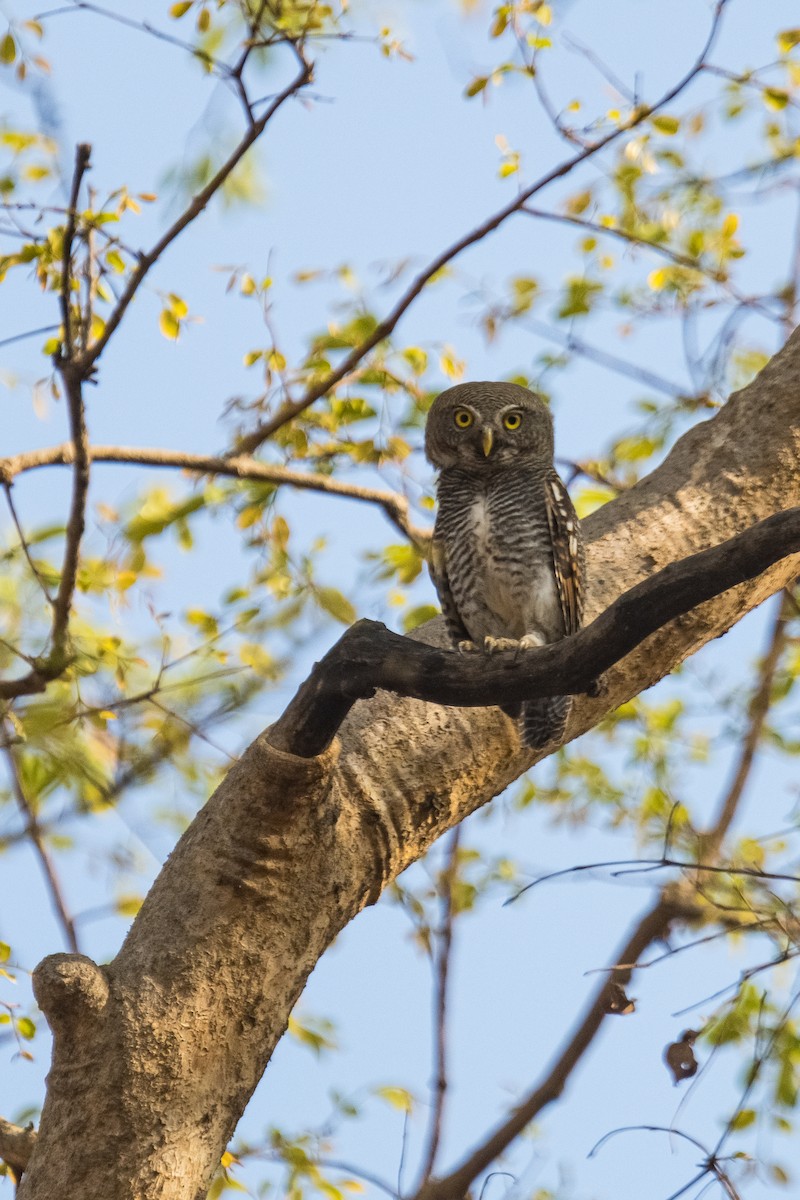 Jungle Owlet - Ayaz Mansuri